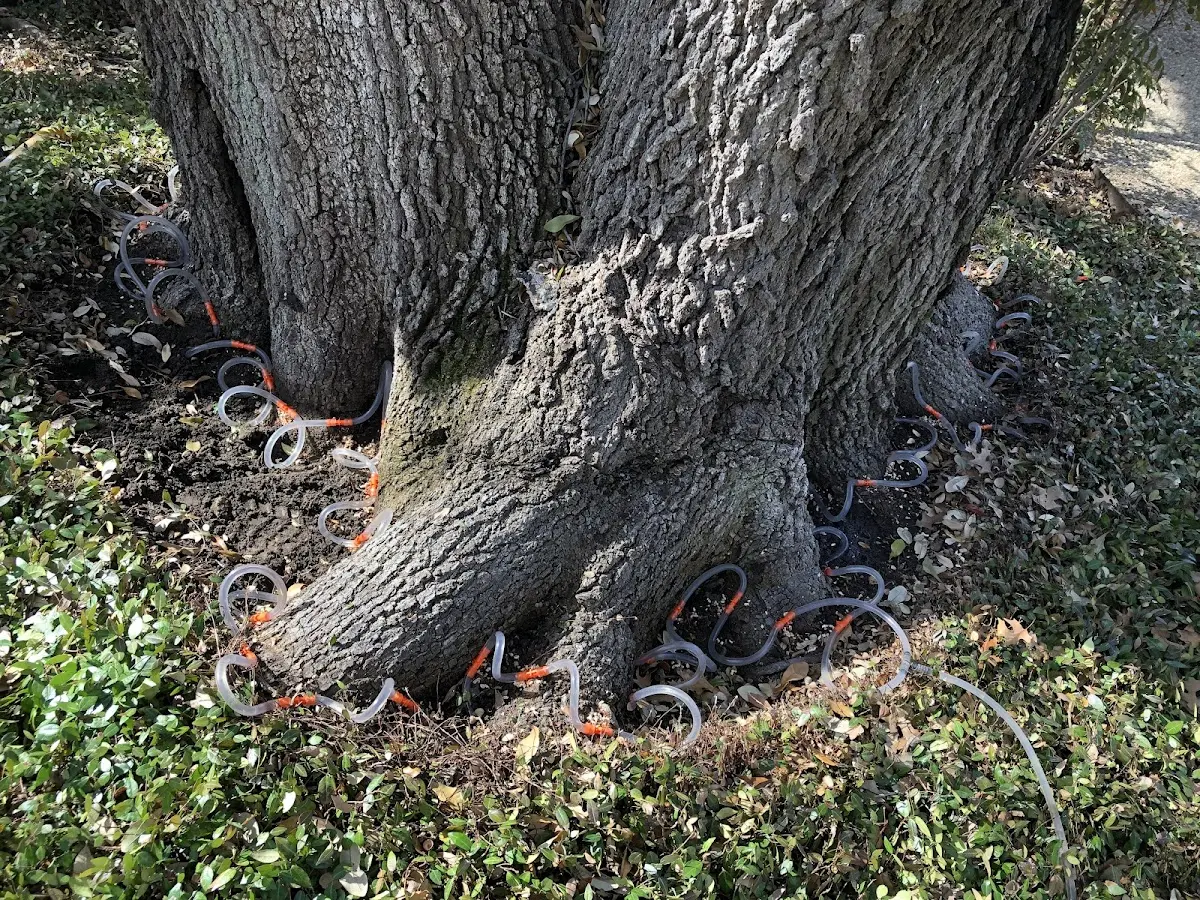 Detailed Tree Cabling and Bracing job site in Acme