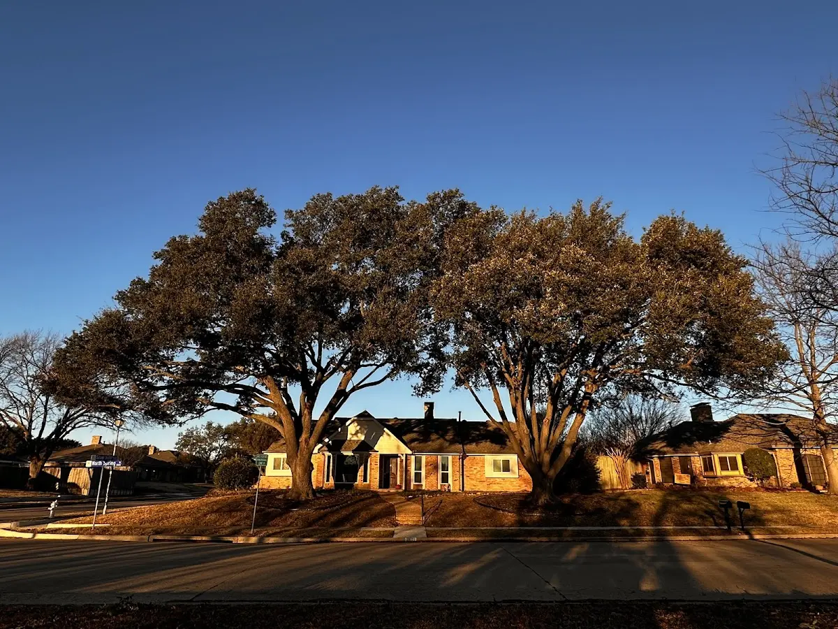 Established residential canopy tree shading a home in Acme